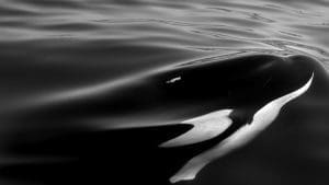 Scoperta nell’oceano, trovano i resti dell’antico animale: mai visto un mostro del genere